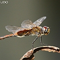 Tramea loewii (Common Glider) female in Cairns オセアニアハネビロトンボ<br />Canon EOS 7D + EF70-200 F4.0L + EF1.4xII